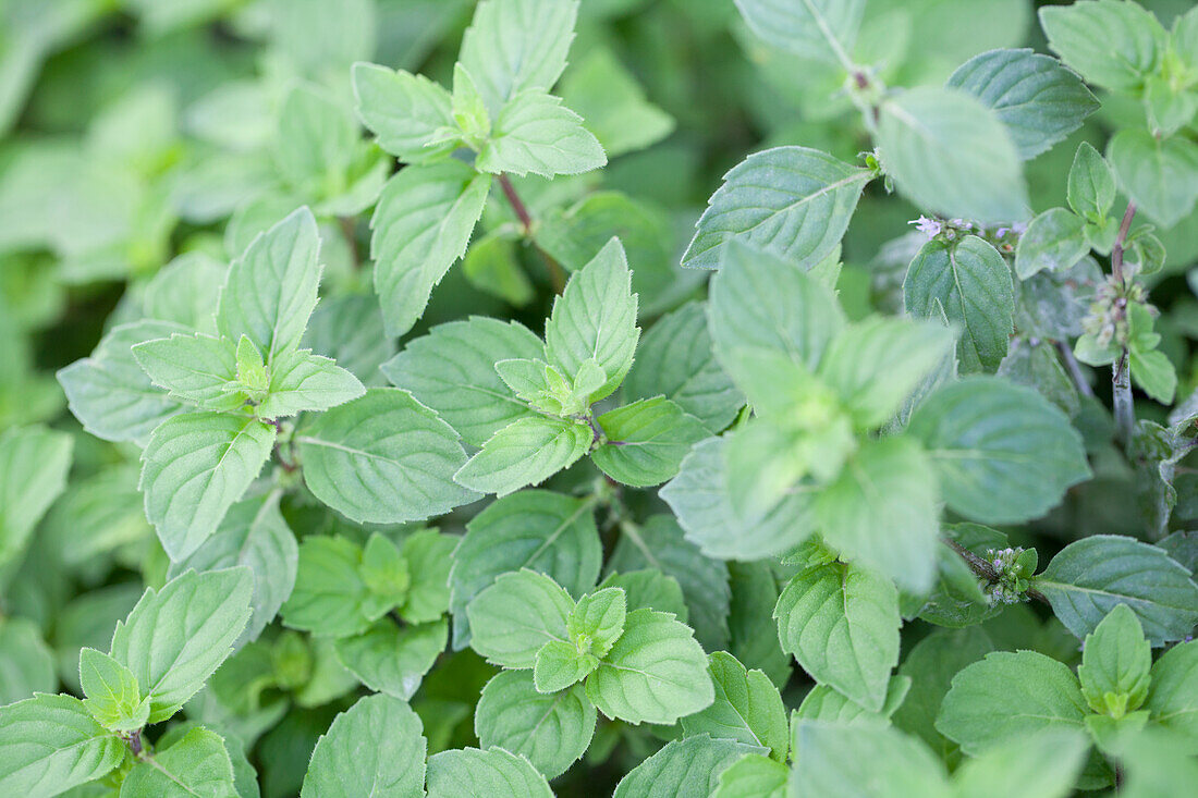 Mentha x gracilis 'Ginger'