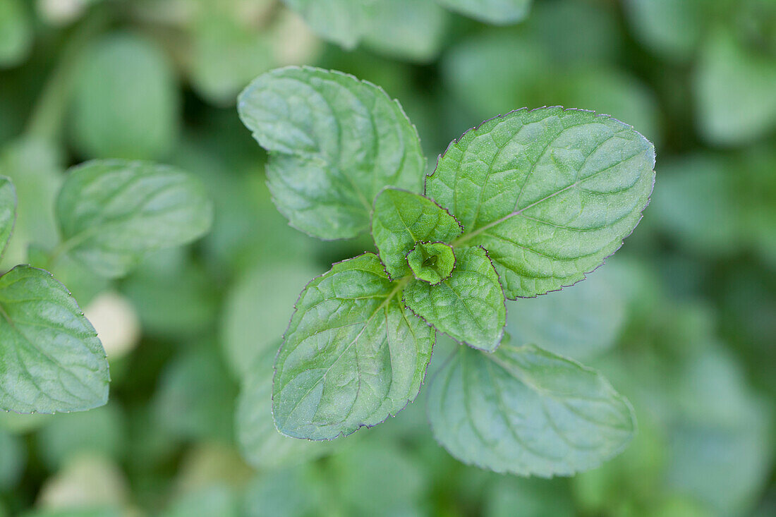 Mentha x piperita var. citrata 'Eau de Cologne'