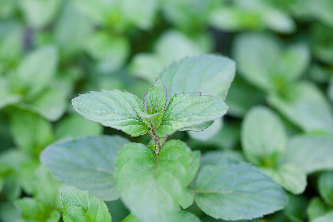 Mentha 'Basilmint'