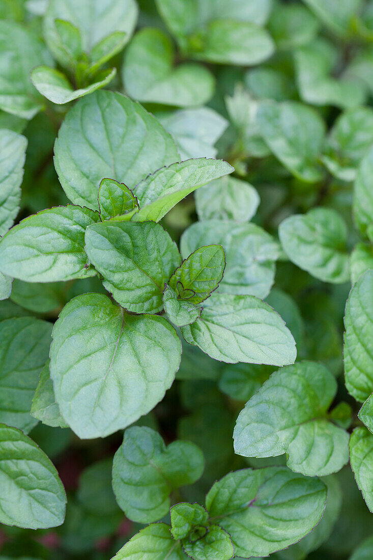 Mentha x piperita 'Orange'