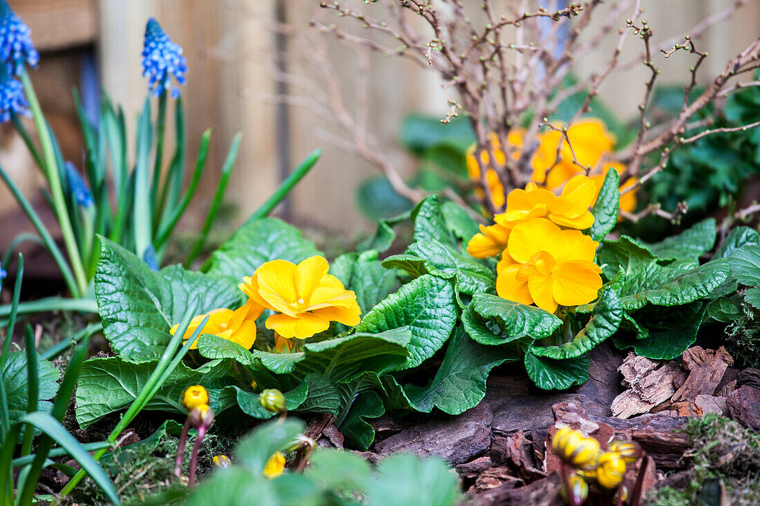 Primula vulgaris, yellow