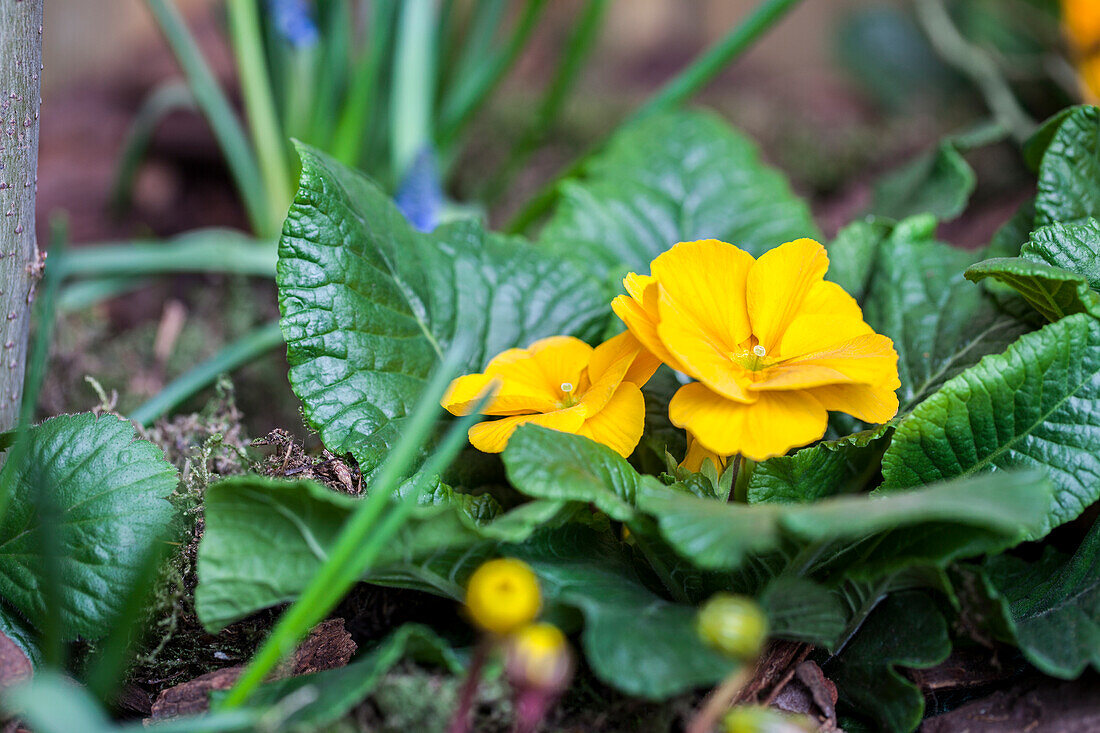 Primula