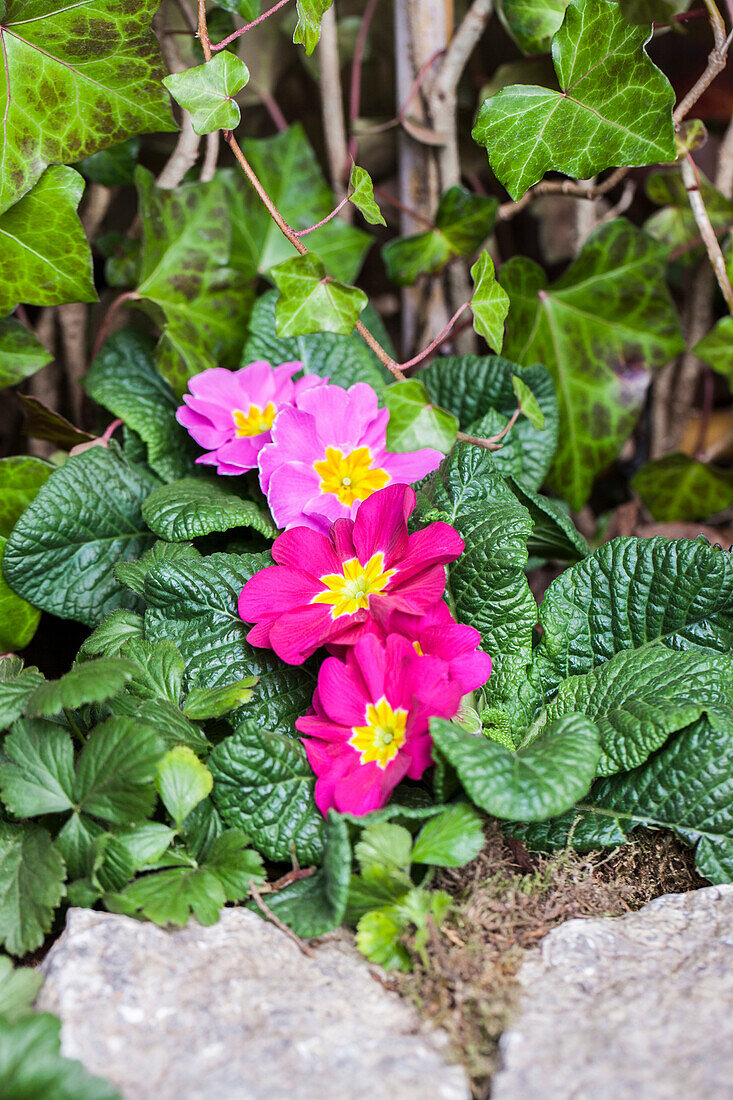 Primula vulgaris