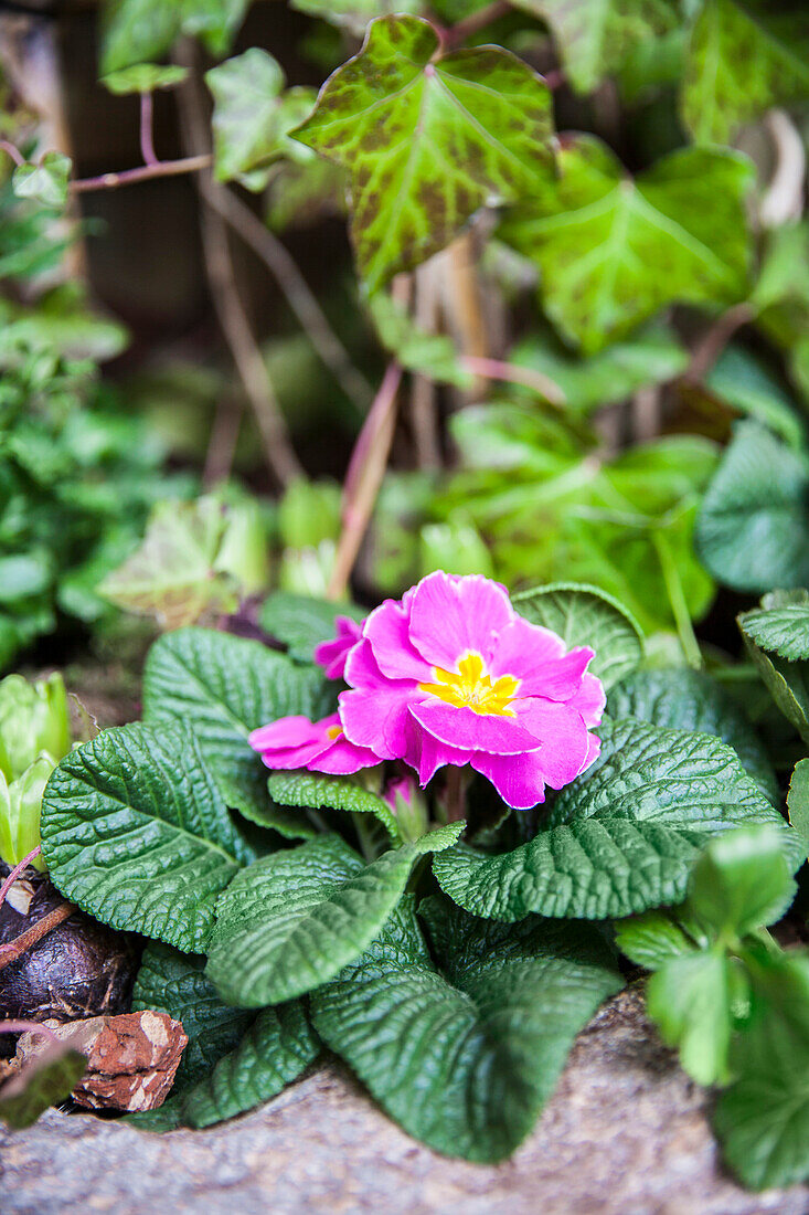 Primula vulgaris