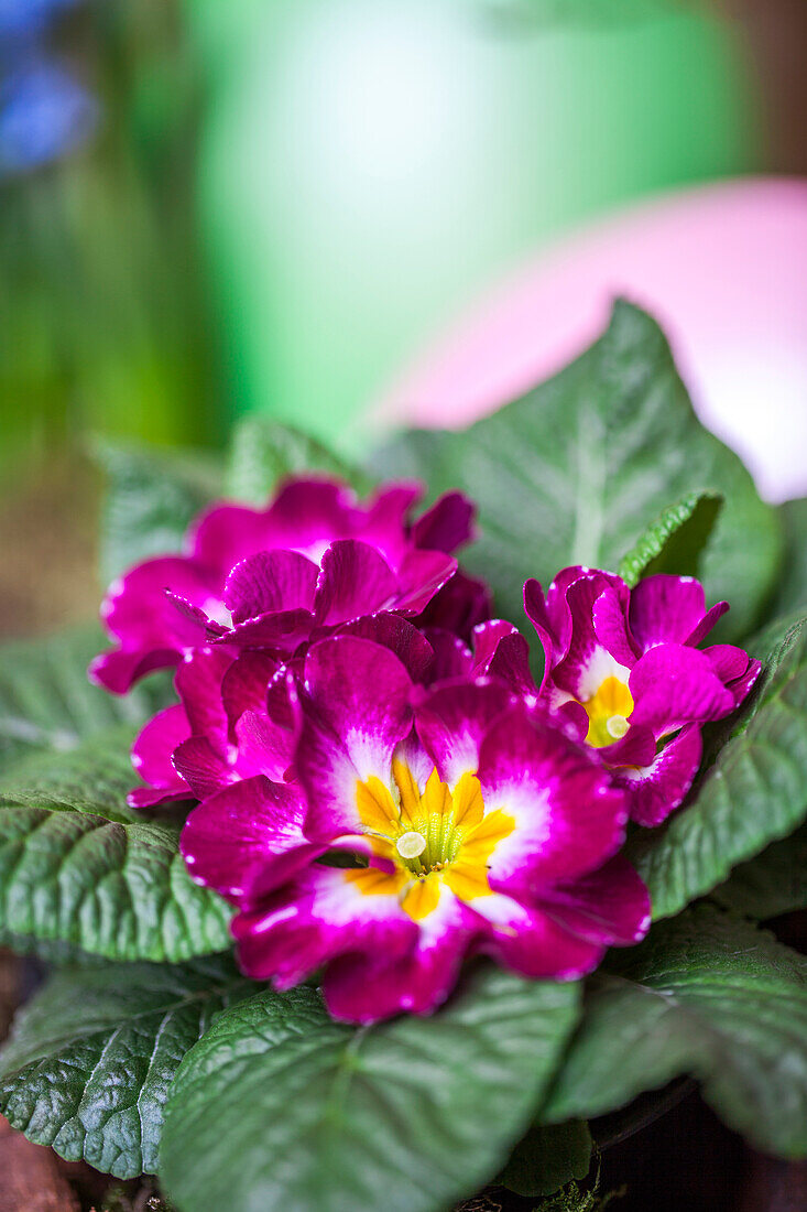 Primula vulgaris