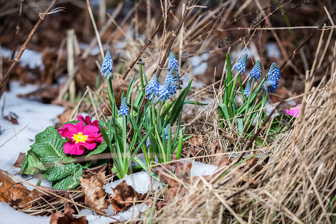 Primula und Muscari