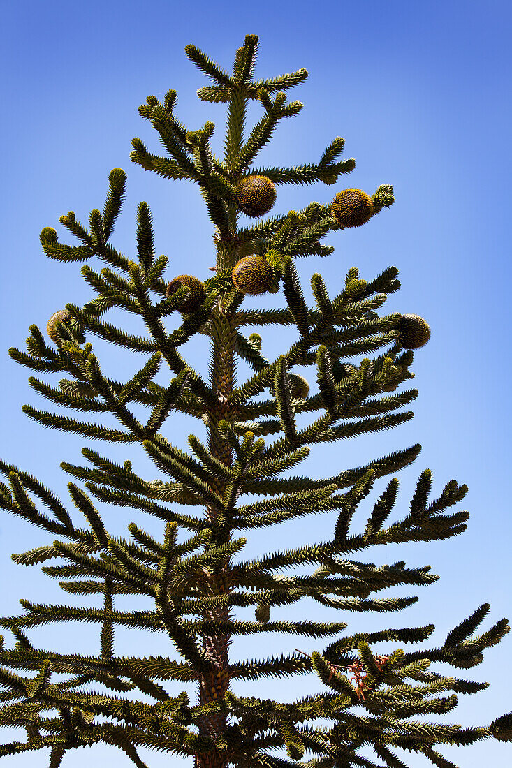 Araucaria araucana