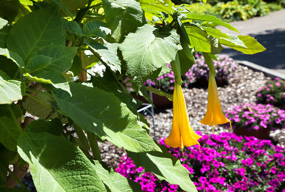 Brugmansia x candida