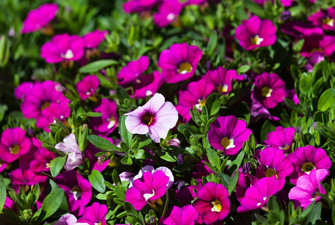 Calibrachoa 'Trio' 'Pink Morn-Pink-Rose'