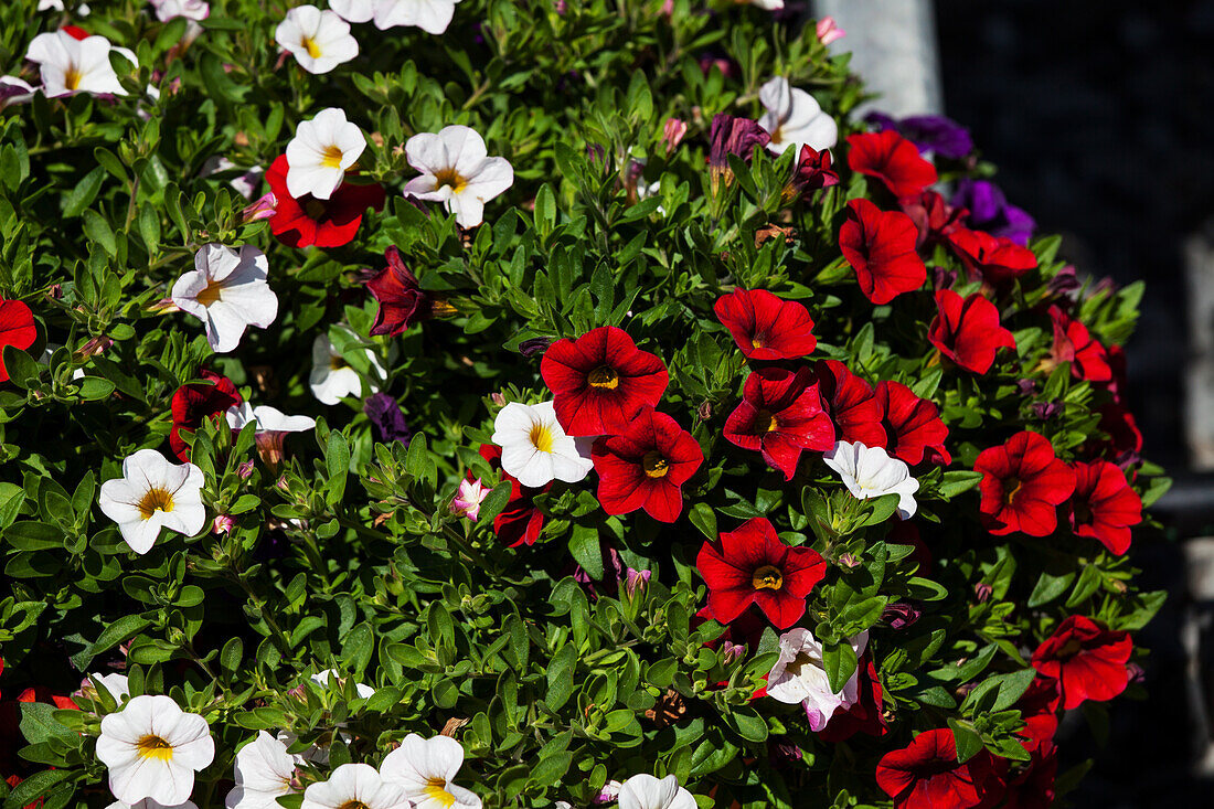 Calibrachoa 'Confetti' 'Hawaiian Country 2015' Duemmen Orange