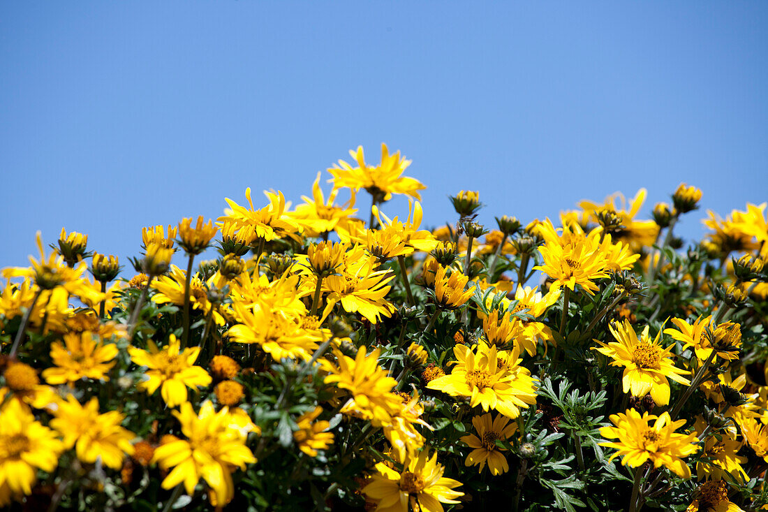 Bidens ferulifolia 'Double Yellow' Florensis