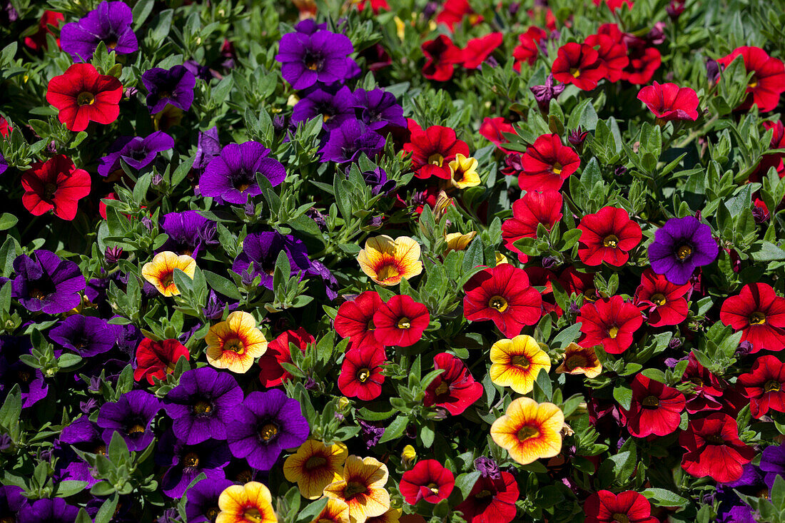 Calibrachoa 'Confetti' 'Hawaiian Hilo 2015' Duemmen Orange