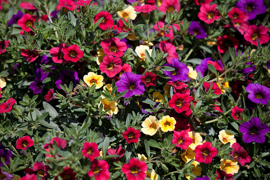 Calibrachoa 'Sweet Bells' 'Checkies 7' Gruenewald