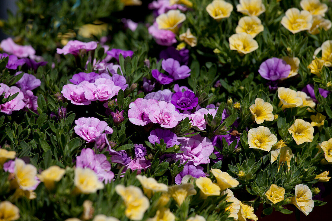 Calibrachoa Trixi 'Petticoat'