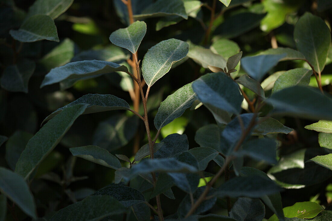 Elaeagnus x ebbingei