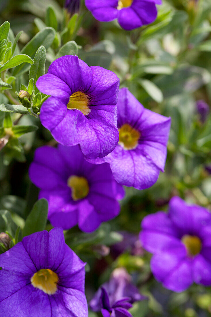 Calibrachoa 'Noa Mega Violet'