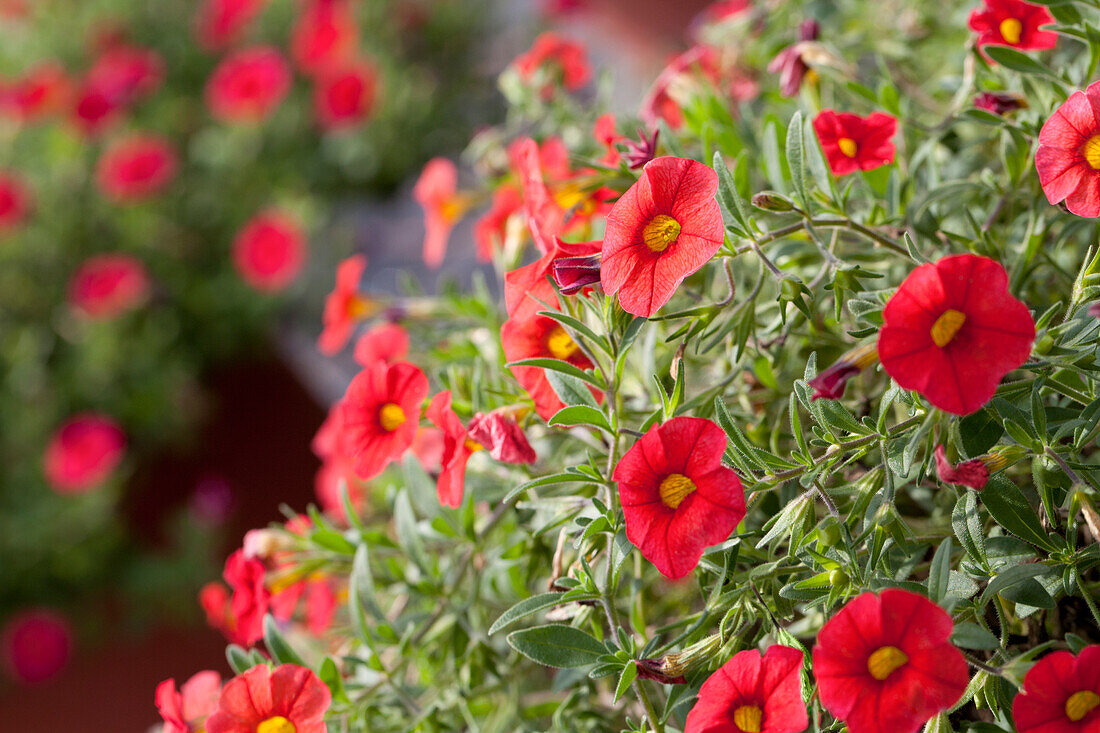 Calibrachoa 'Noa' Papaya