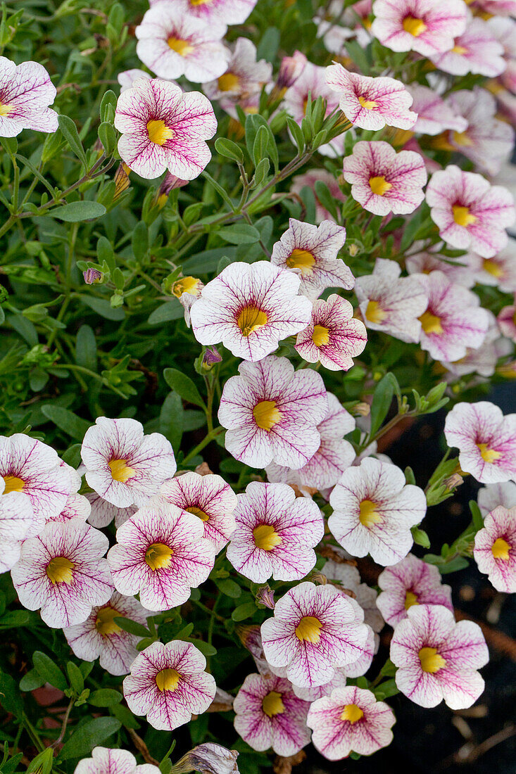 Calibrachoa 'Noa'™ Princess