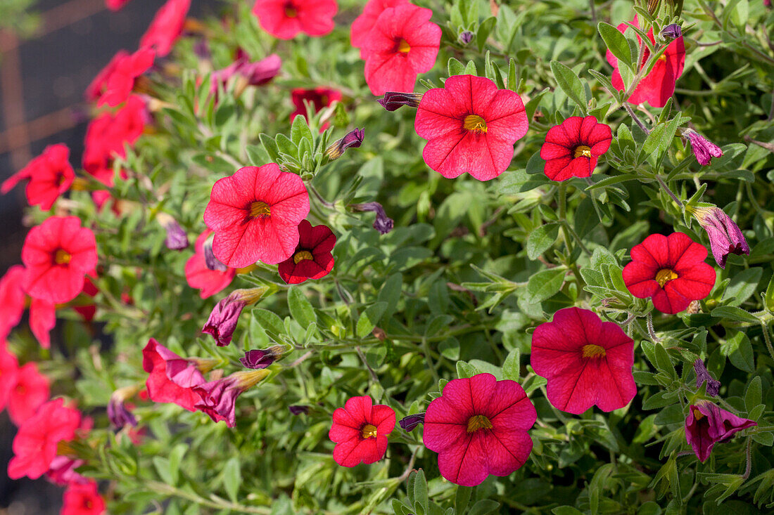 Calibrachoa 'Noa' Red Improved