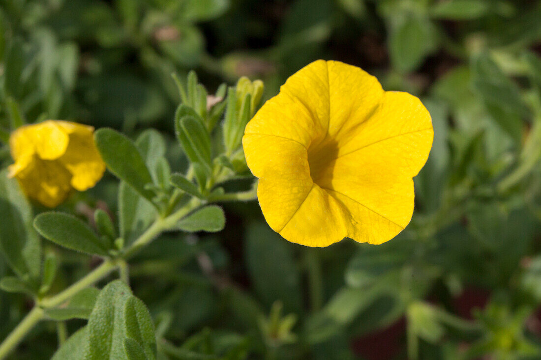 Calibrachoa 'Noa'™ Sunlight