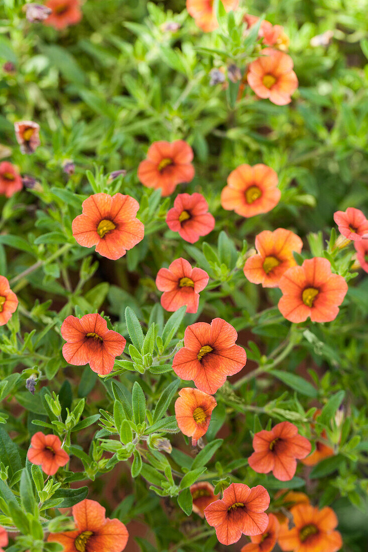 Calibrachoa 'Noa' Tangerine