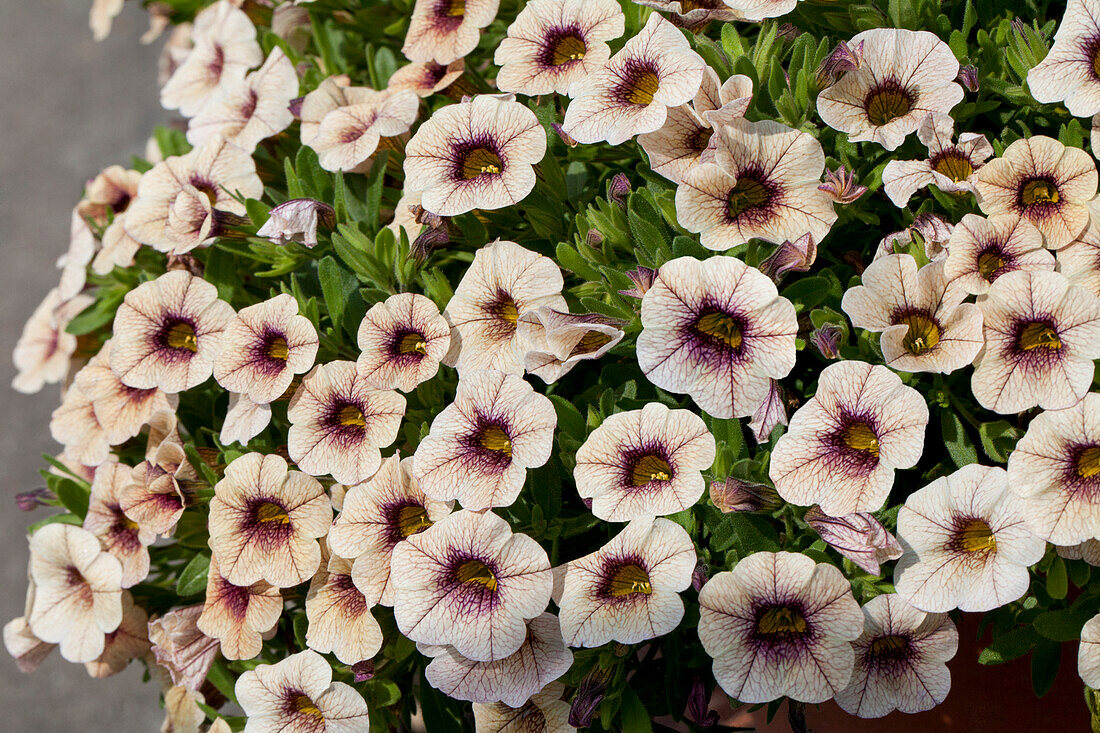 Calibrachoa 'Sweet Bells' Cappuccino compact