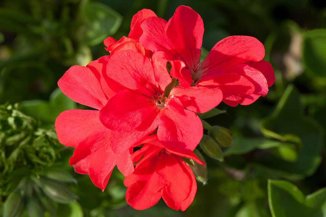 Pelargonium peltatum Summer Pearls Double Red