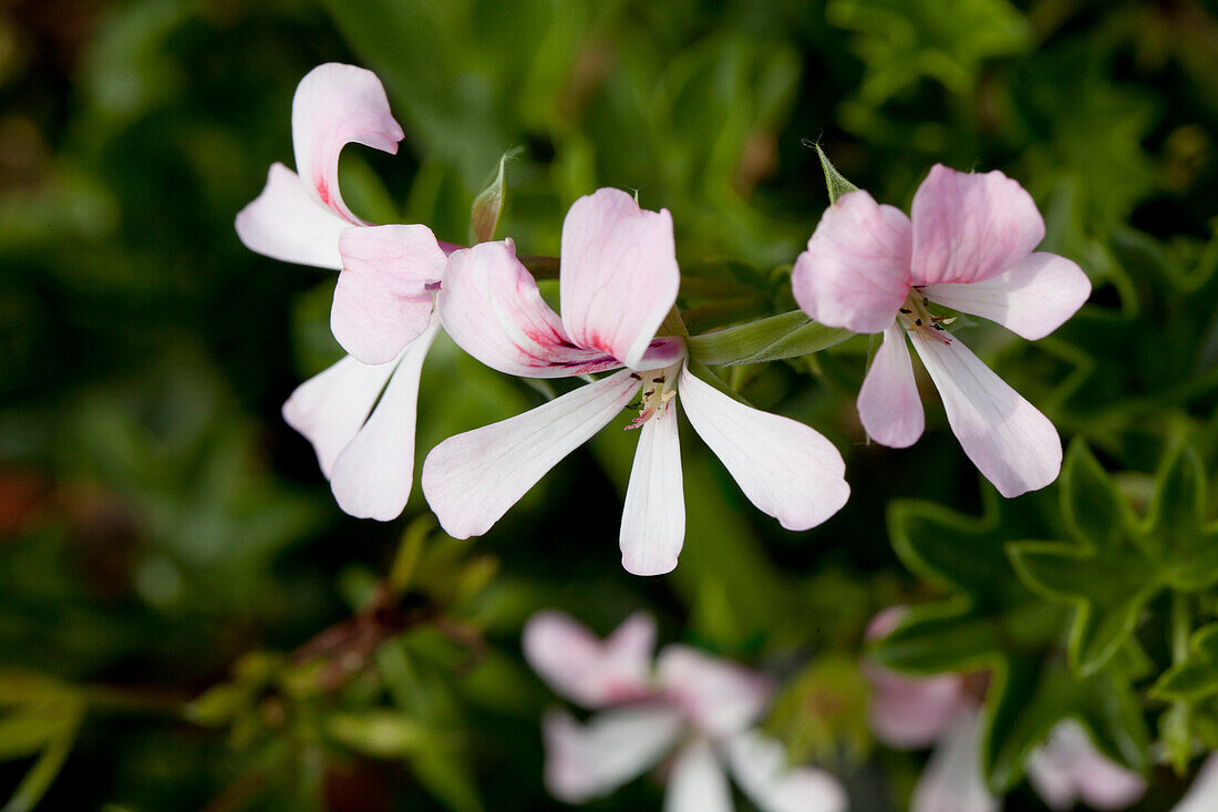 Pelargonium peltatum Ville de Dresden