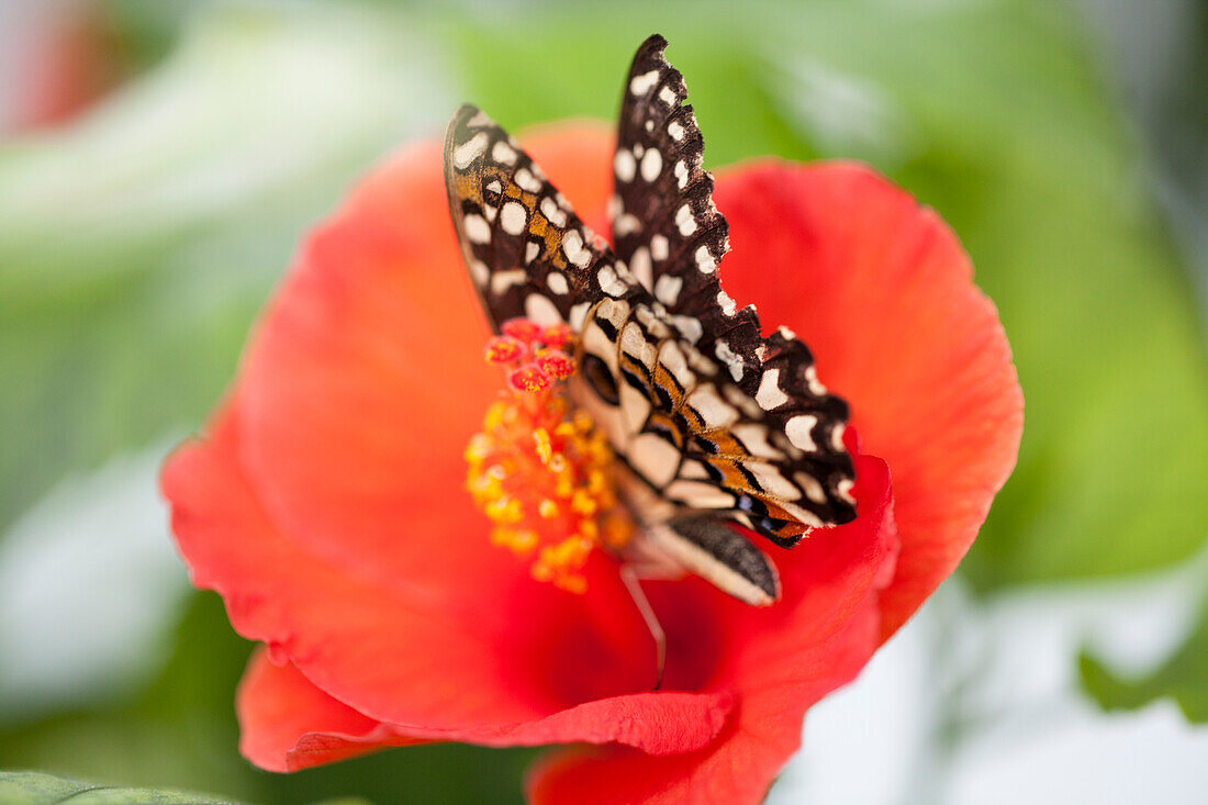 Hibiscus rosa-sinensis mit Schmetterling