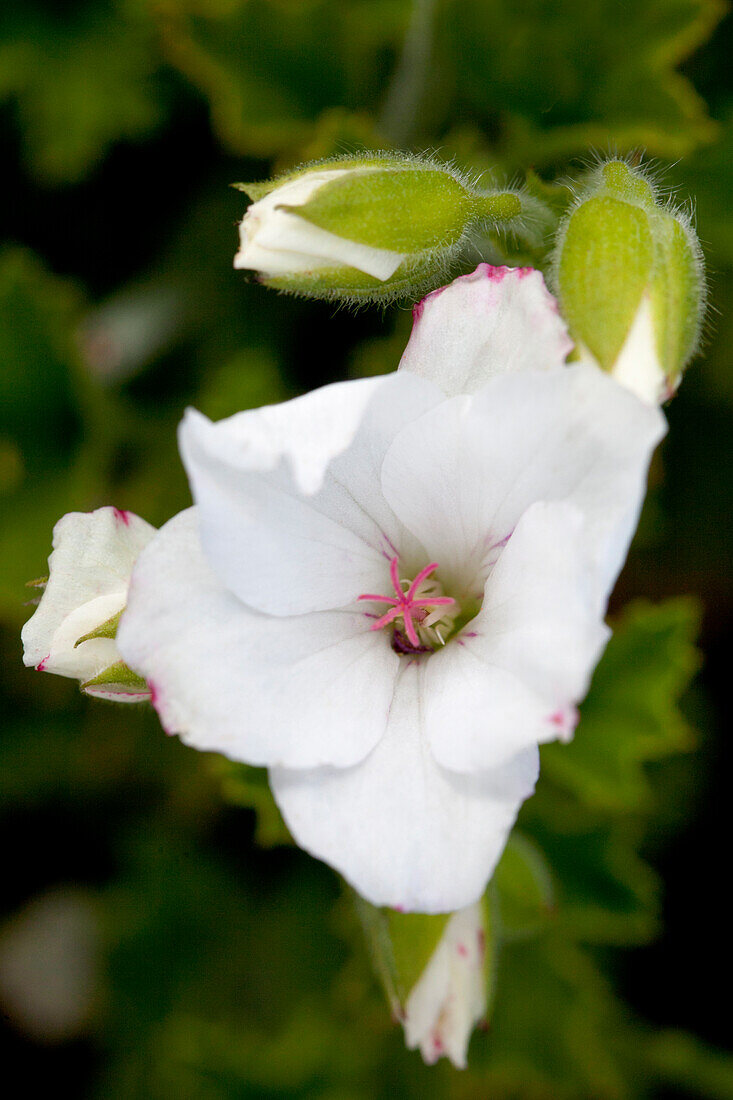 Pelargonium grandiflorum 'Soft Pink'