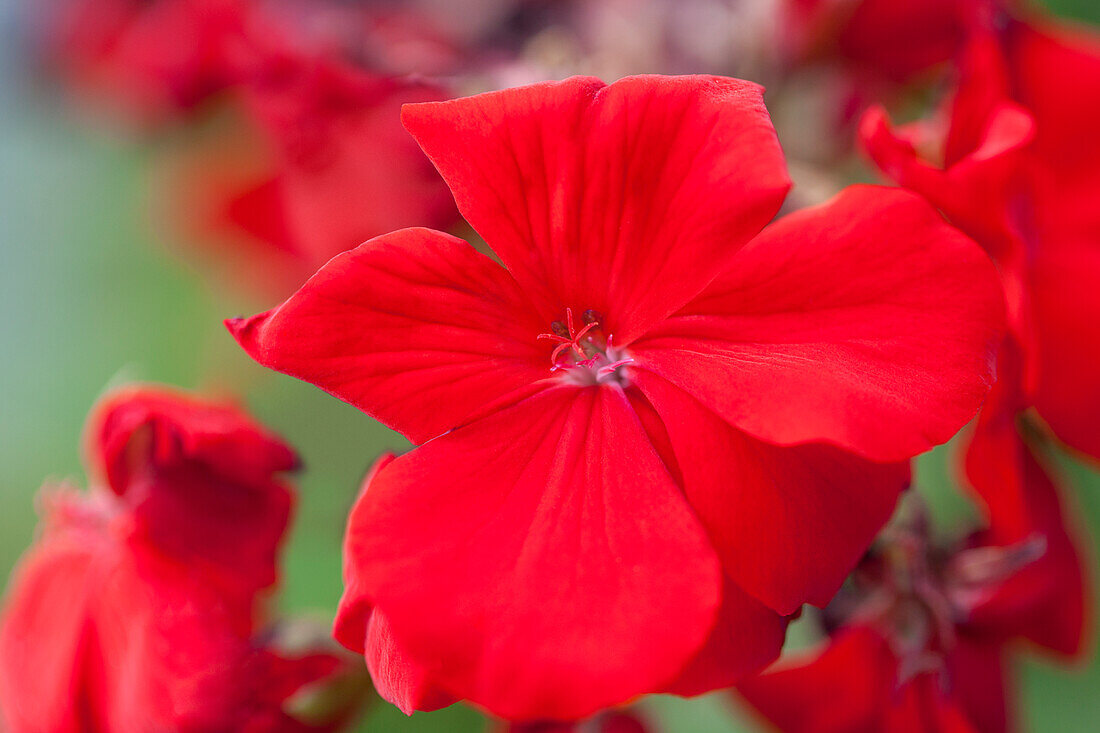 Pelargonium zonale Eco Carmen Nova