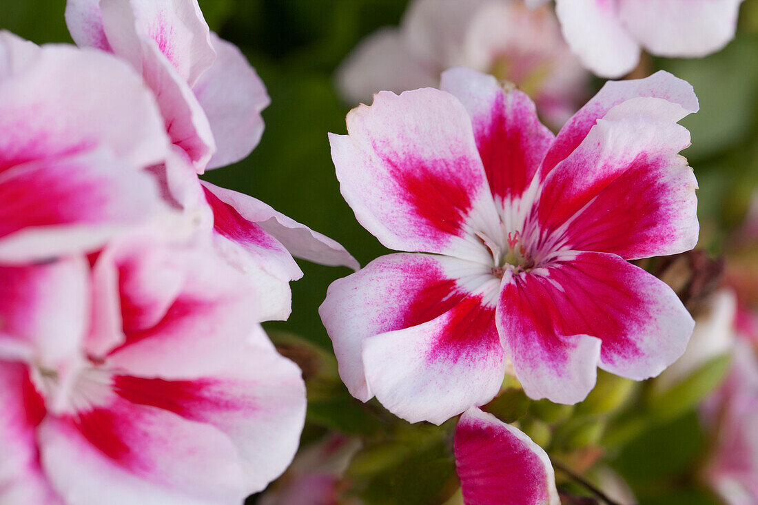 Pelargonium zonale Flower Fairy White Splash