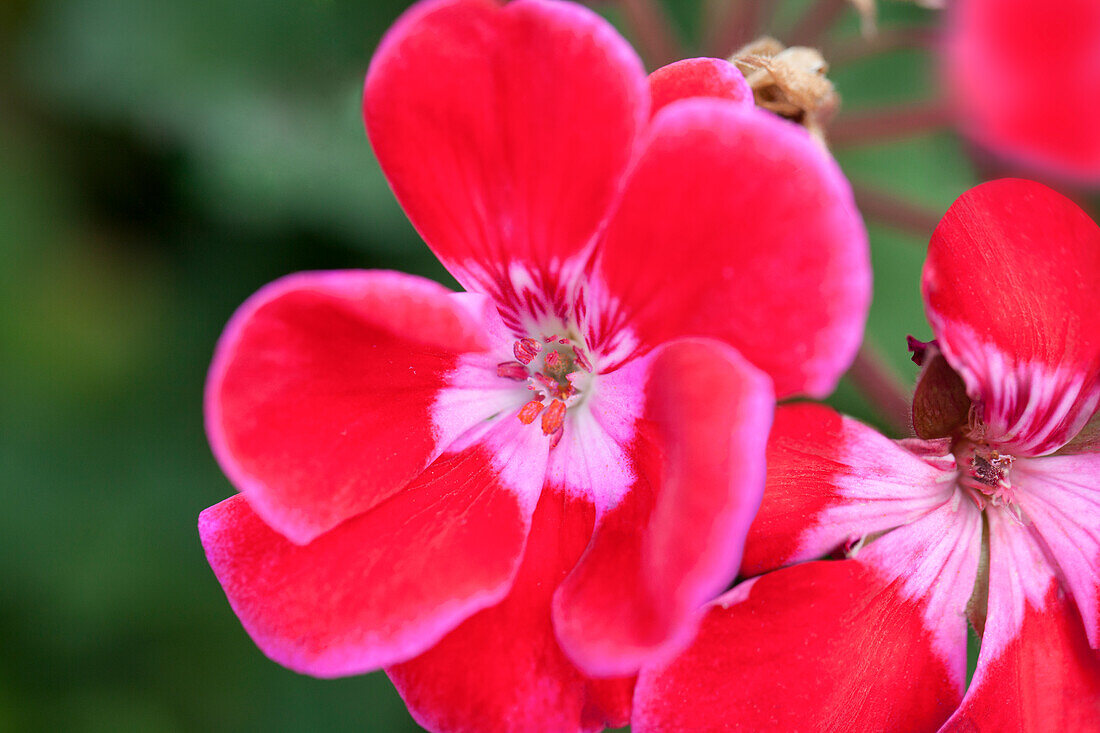 Pelargonium zonale Hot Spot Purple