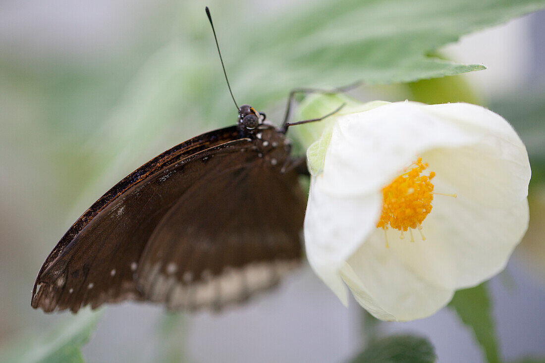 Hibiscus rosa-sinensis with butterfly