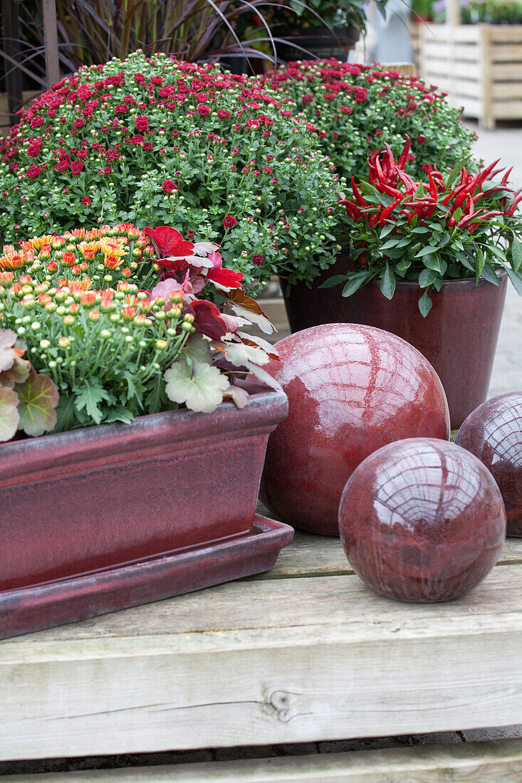 Arrangement mit Chrysanthemum indicum