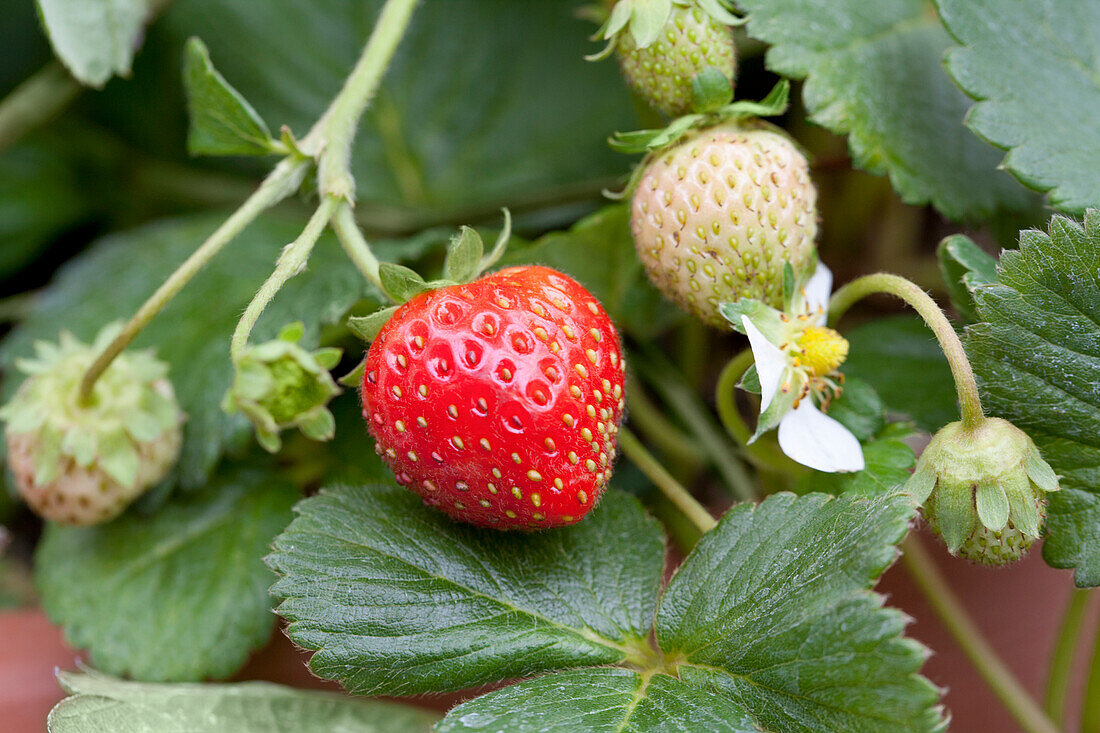 Fragaria x ananassa