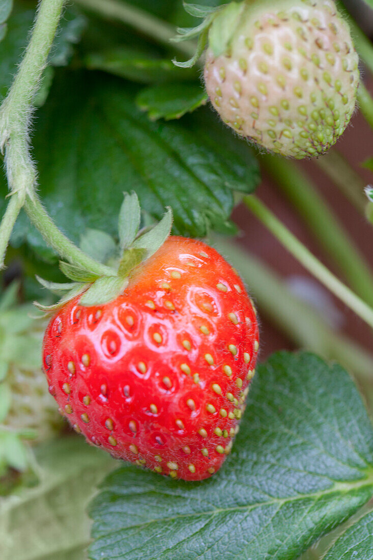 Fragaria x ananassa