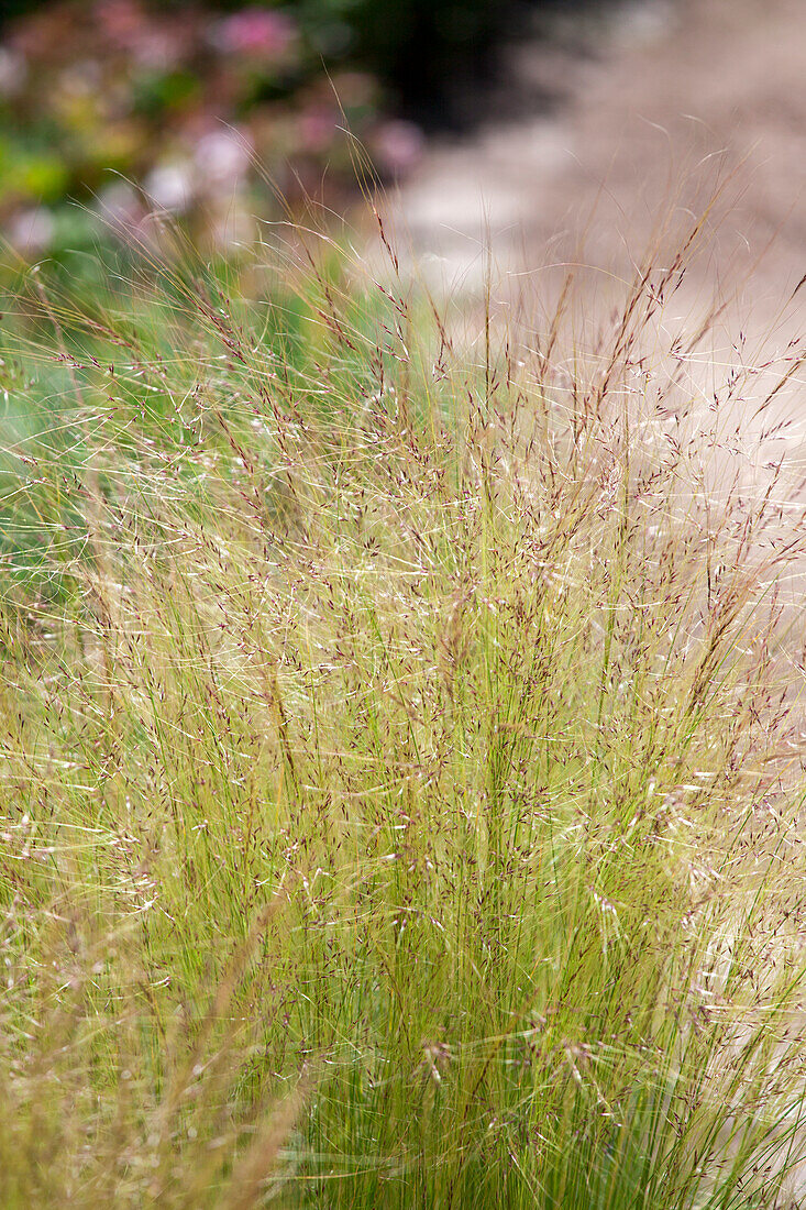 Stipa tenuissima 'Ponytails'