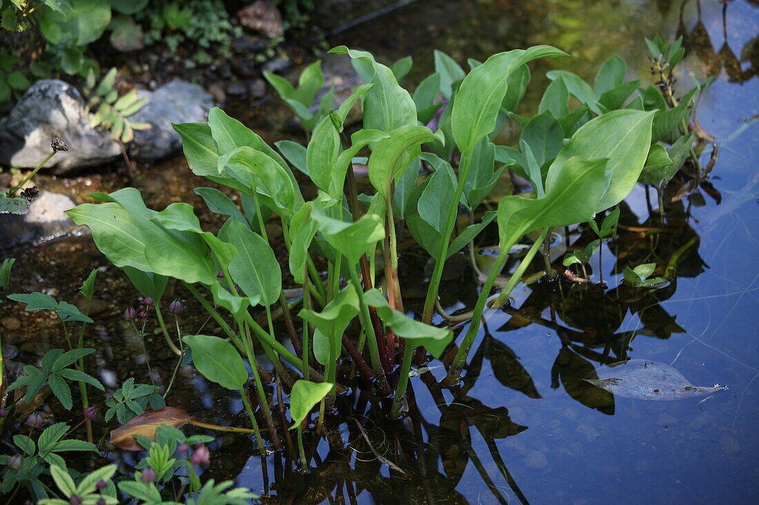 Pond plants