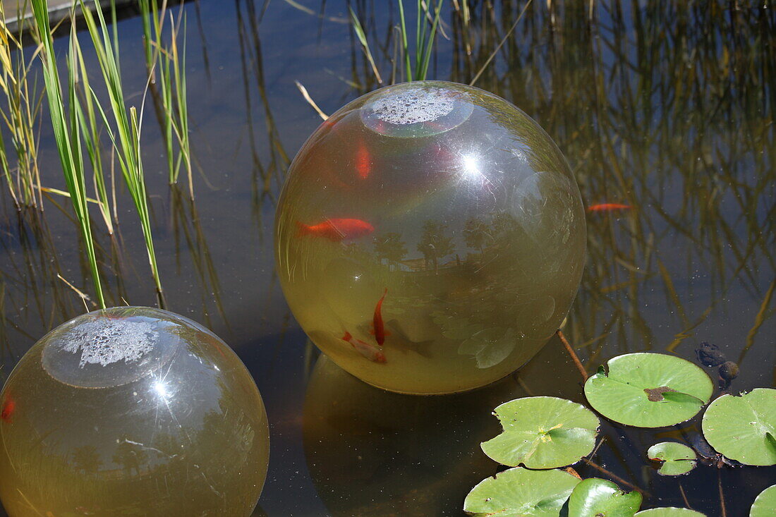 Pond plants