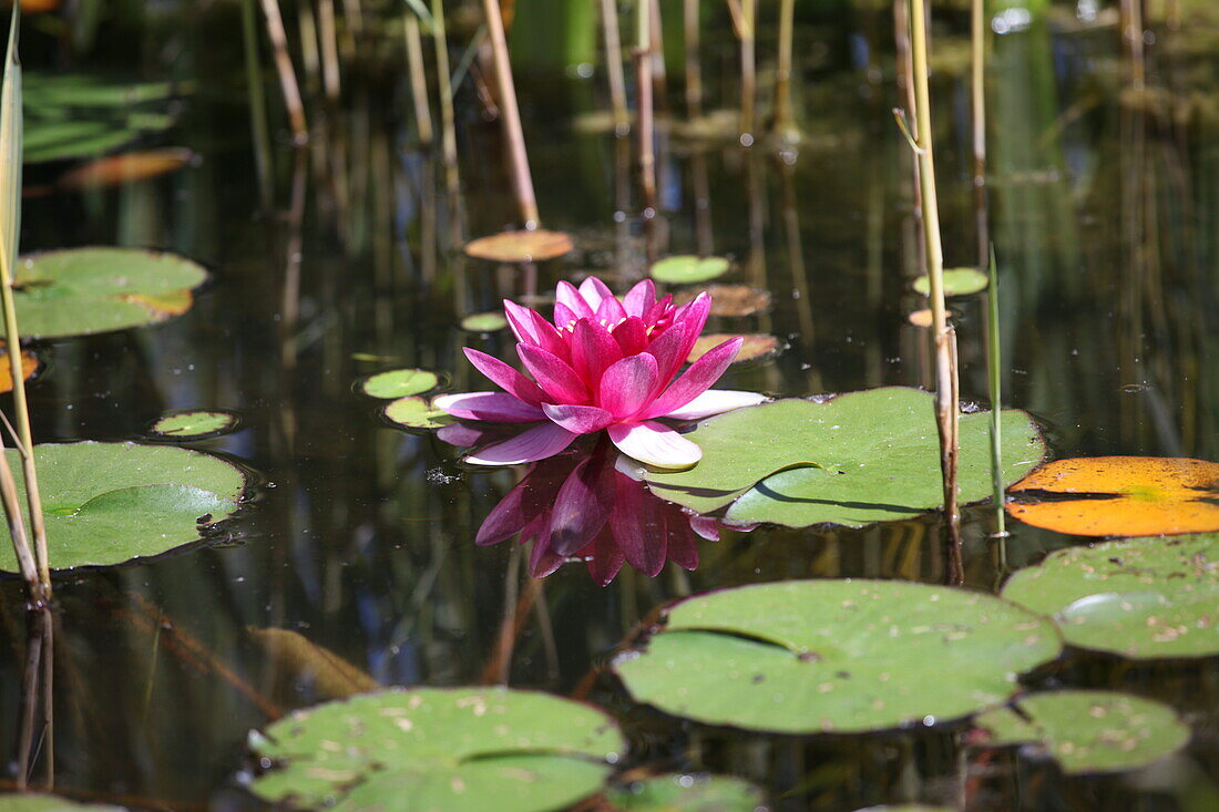 Nymphaea