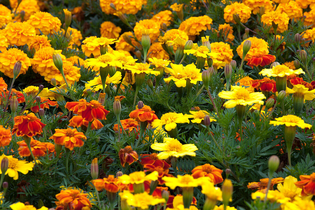 Tagetes patula 'Sunglow' (Mix)