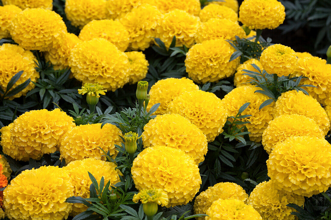 Tagetes erecta 'Taishan Yellow'