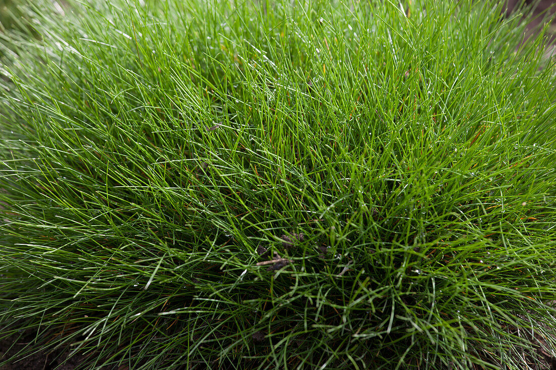 Festuca gautieri Bear's-fur fescue Pic Carlit