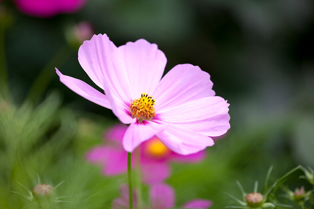 Cosmos bipinnatus, pink
