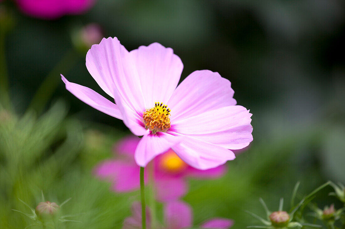 Cosmos bipinnatus, rosa