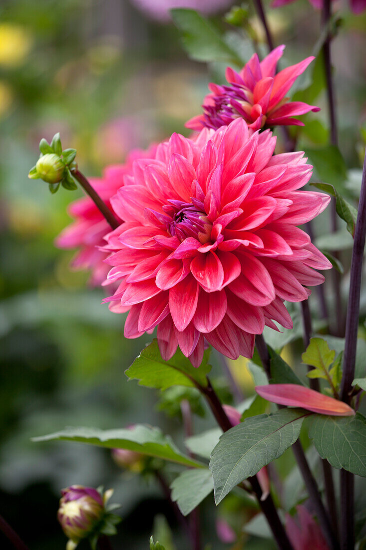 Ornamental Dahlias