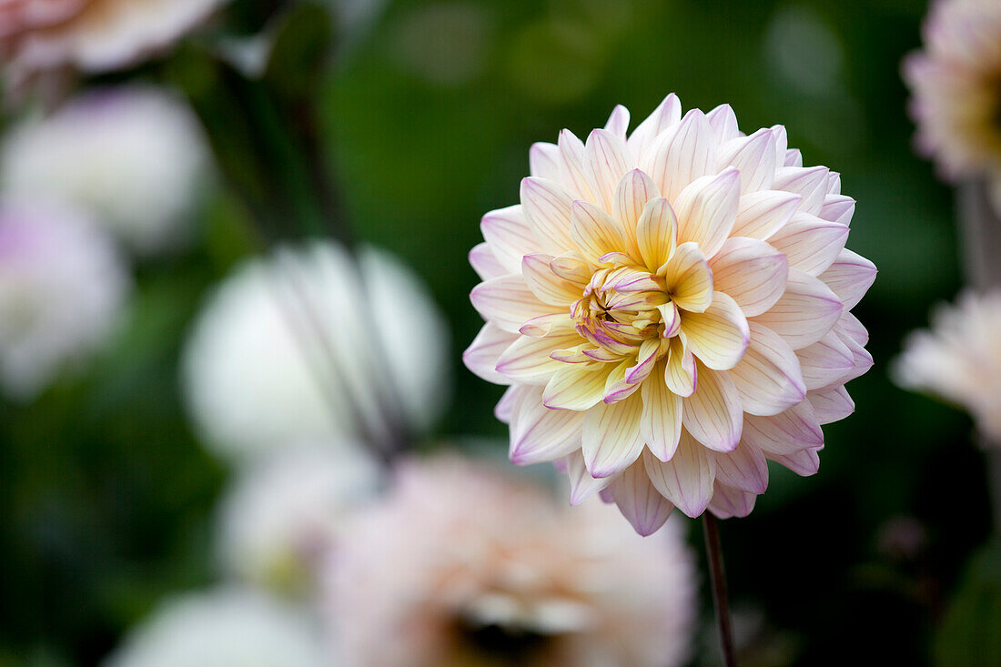 Dahlia 'Chianti'