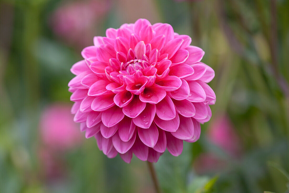 Dahlia 'Peter', rosa 