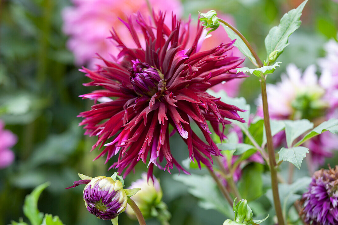 Dahlia Cactus